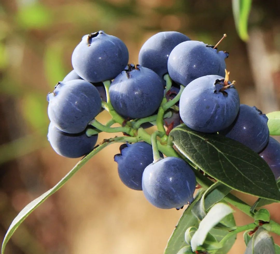 智利蓝莓品种介绍大全图片