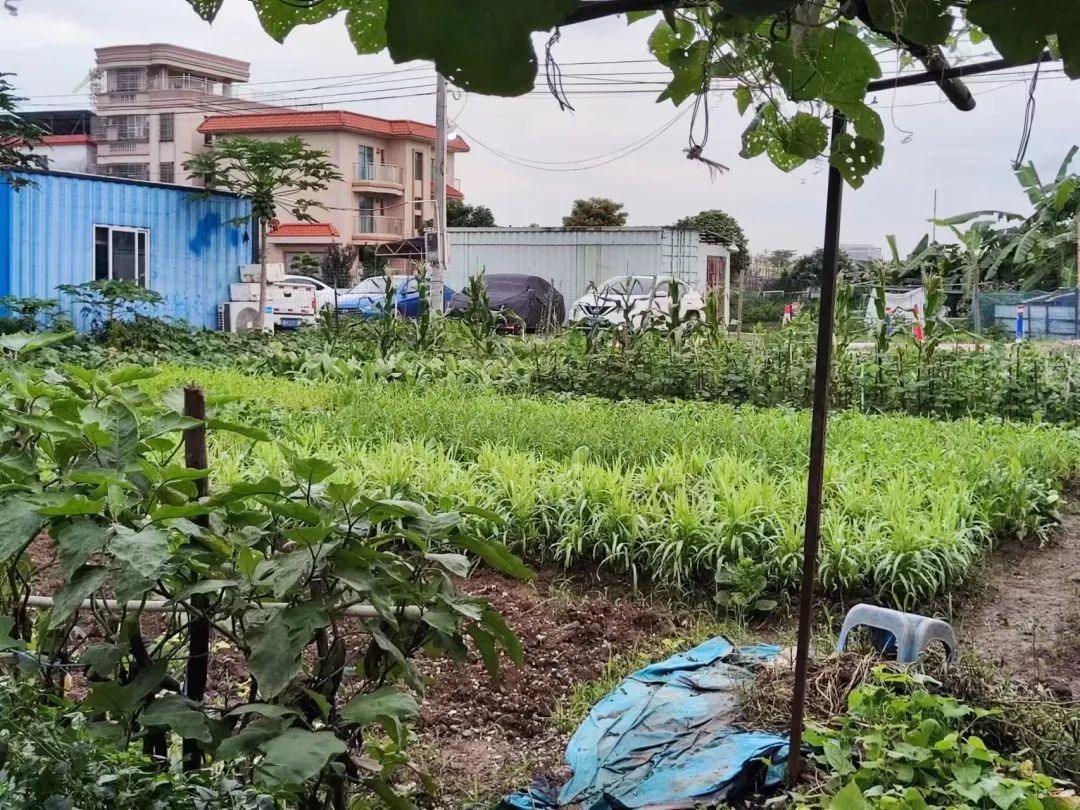 前不久,东莞的外籍美食博主avrils,发布了一条关联"粤圈太子爷"话题的