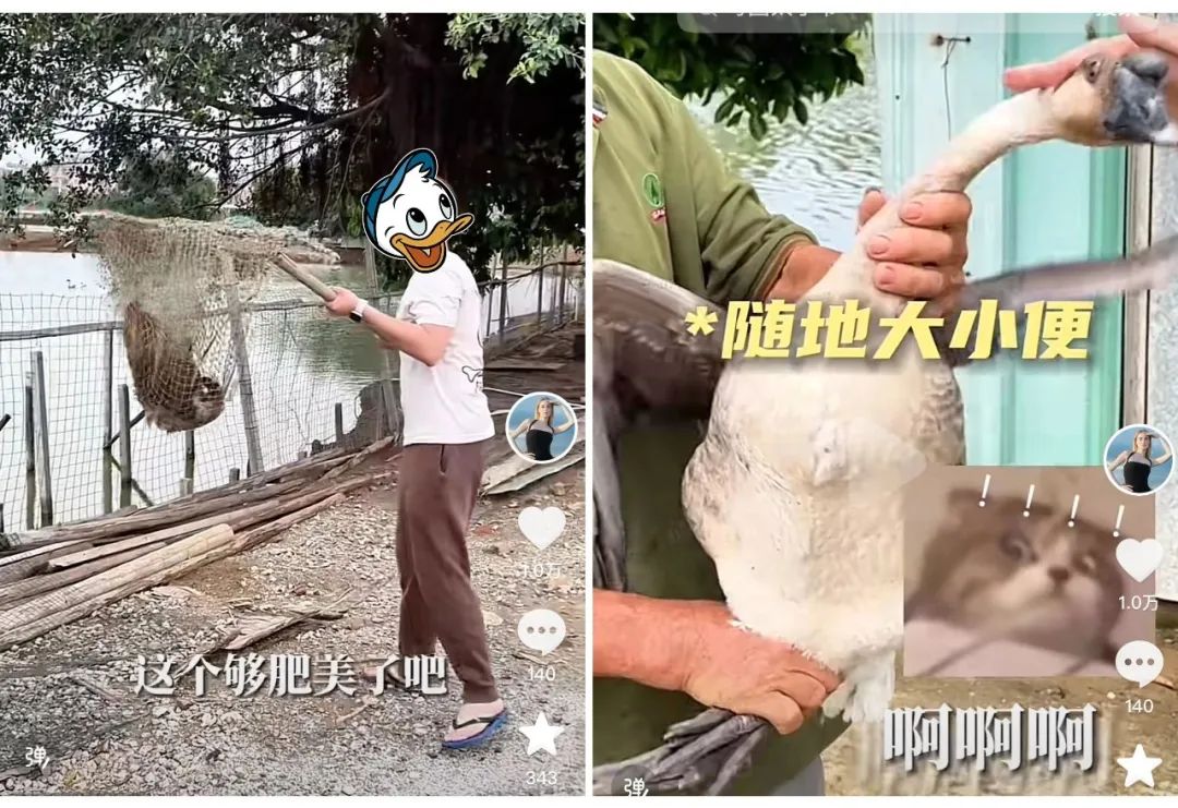 前不久,东莞的外籍美食博主avrils,发布了一条关联"粤圈太子爷"话题的