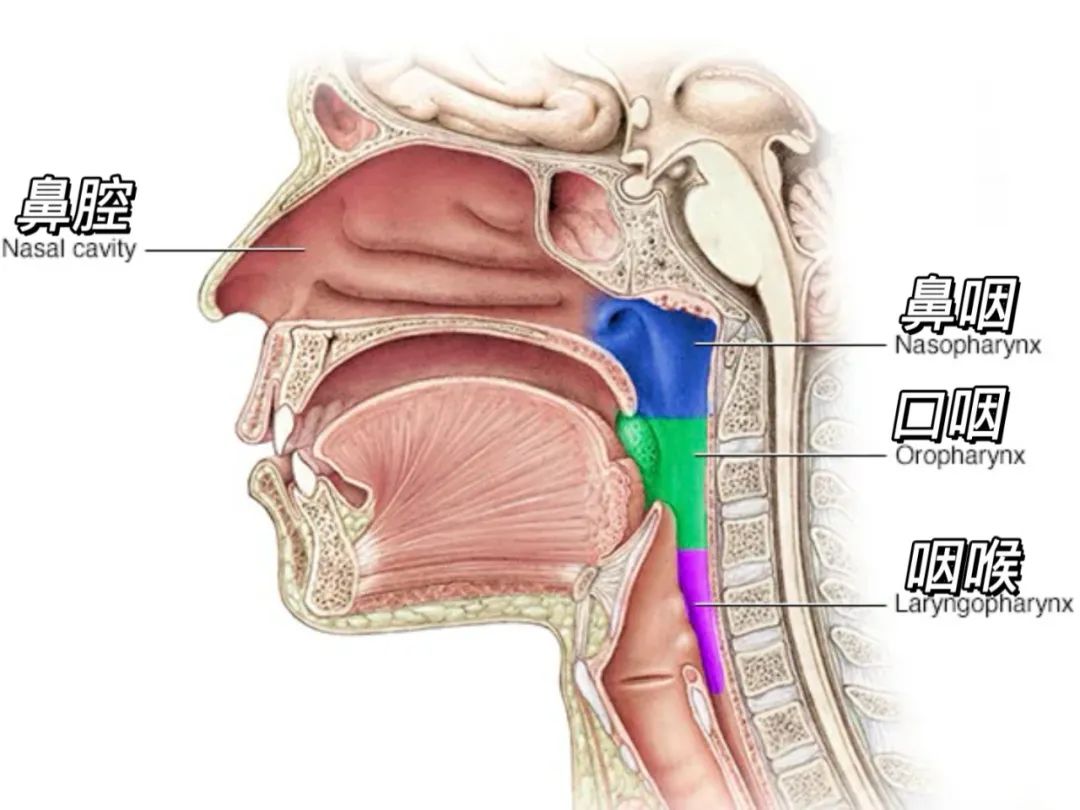 口腔鼻腔连接的部位图图片