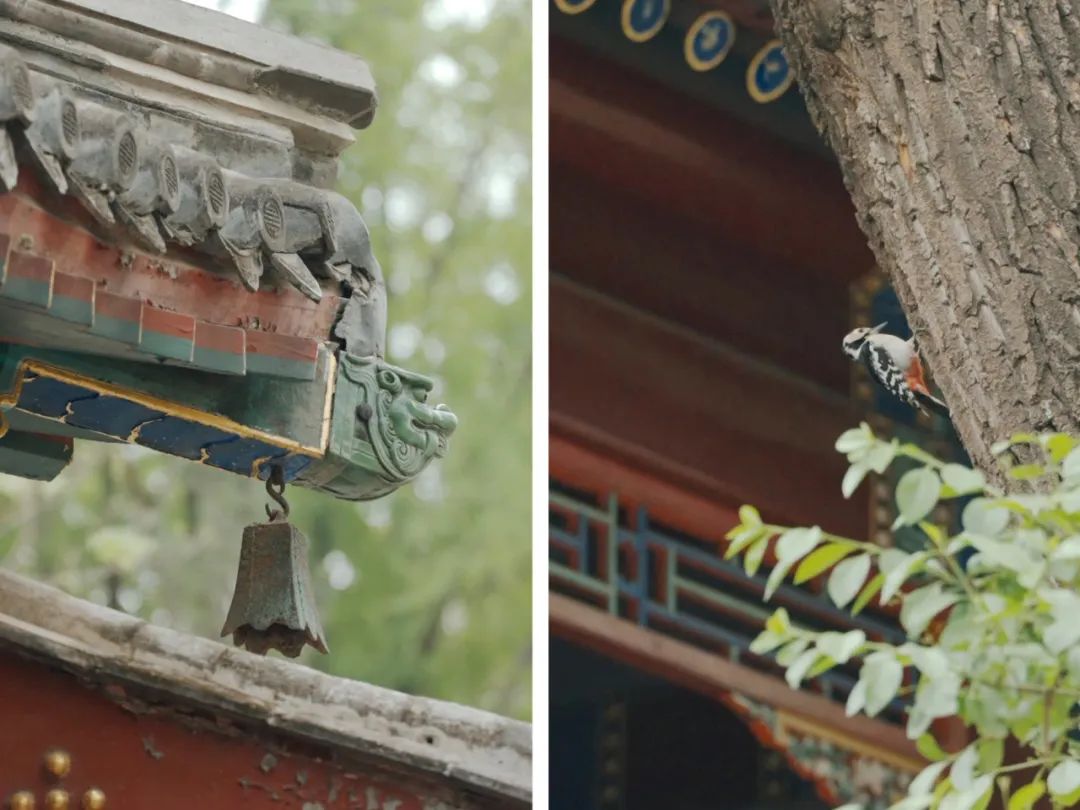 年轻人挤爆道观、寺庙：这一代的精神自救(图20)