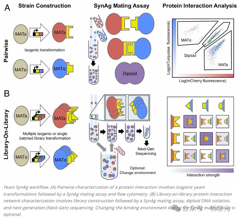 打破AlphaFold大模型局限，世界最大蛋白质相互作用数据集AlphaSeq横空出世