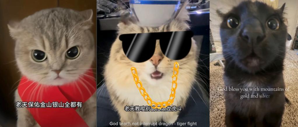 猫猫中文说唱火爆TikTok，神秘东方AI硬控老外(图1)