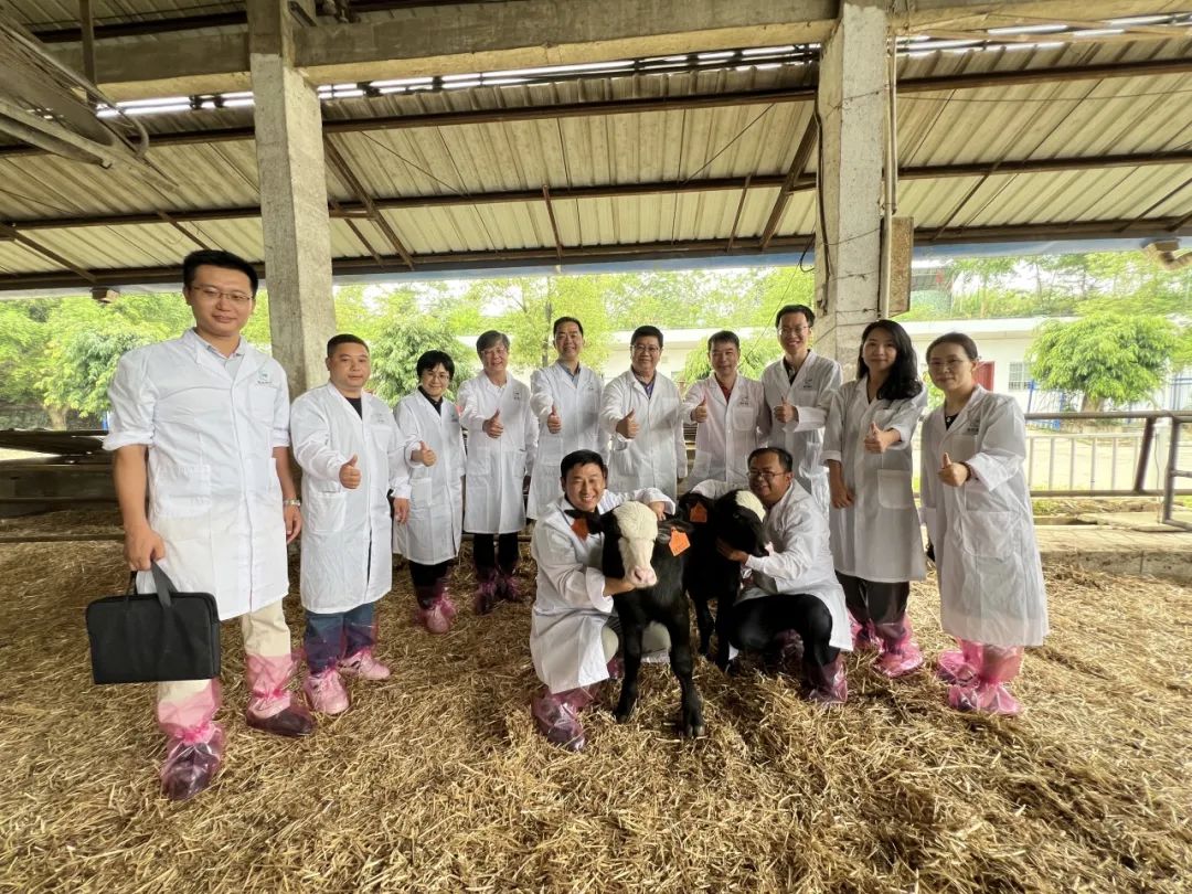 热烈庆祝全国首批进口胚胎移植犊牛在皇氏赛尔诞生——广西奶水牛种源攻关交出历史性答卷