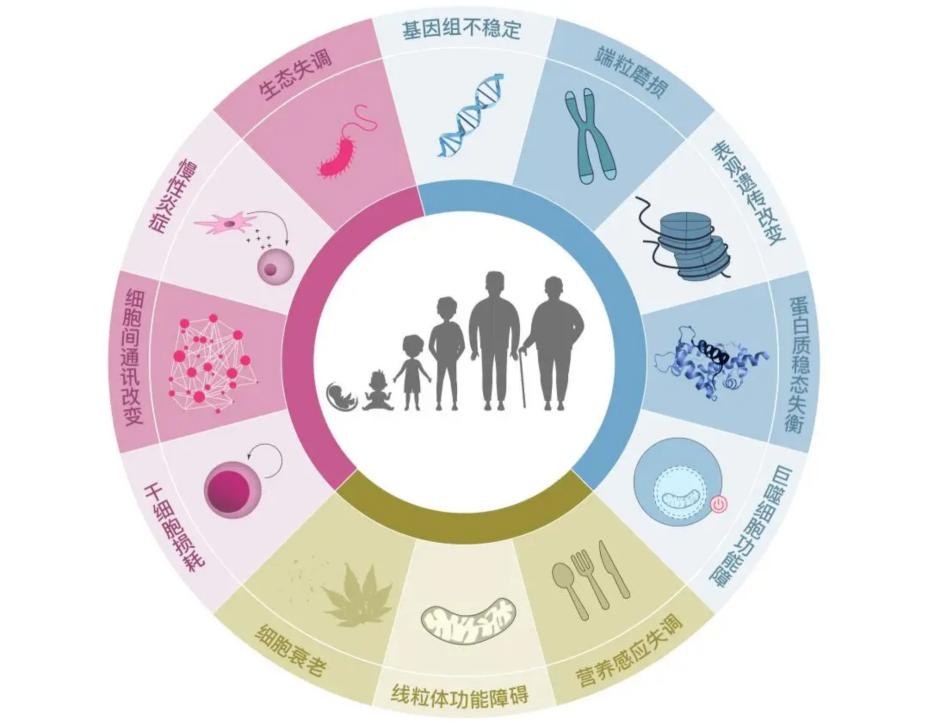 PDRN走红之际，线粒体抗衰为何尚未迎来爆发期？