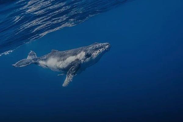 在夹缝中生存12年，他终于打造了国产AI活跃用户数第一的产品｜WAVES