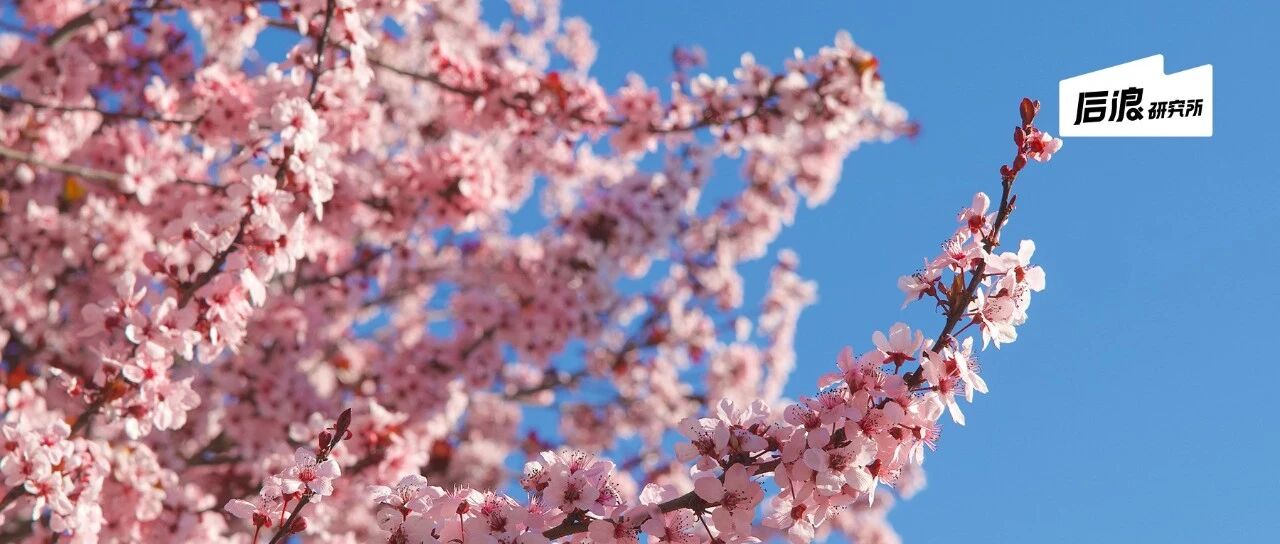 Collage of colorwalk photos showing pink flowers and spring scenes